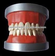 Modelo de Ensino OSAKA DENTAL da Phantam USA