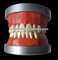 Modelo de Ensino OSAKA DENTAL da Phantam USA
