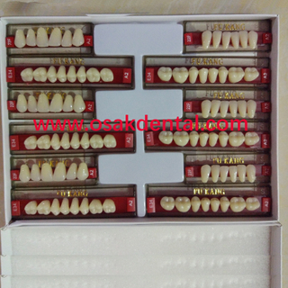 Qualidade europeia Três Camadas Dentes Falsos Dentais / Dentes Sintéticos Dentais / Dentes de resina acrílica Dental