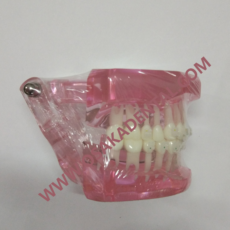 Dentes dentais moldes para ensino / peça de mão dentária / unidade dentária / cadeira odontológica