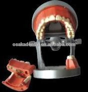 Modelo de Ensino OSAKA DENTAL da Phantam USA