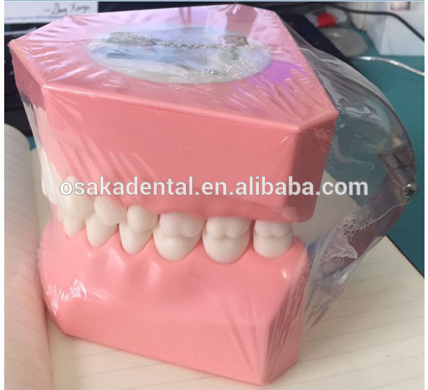 Modelo de dentes para o ensino dos alunos