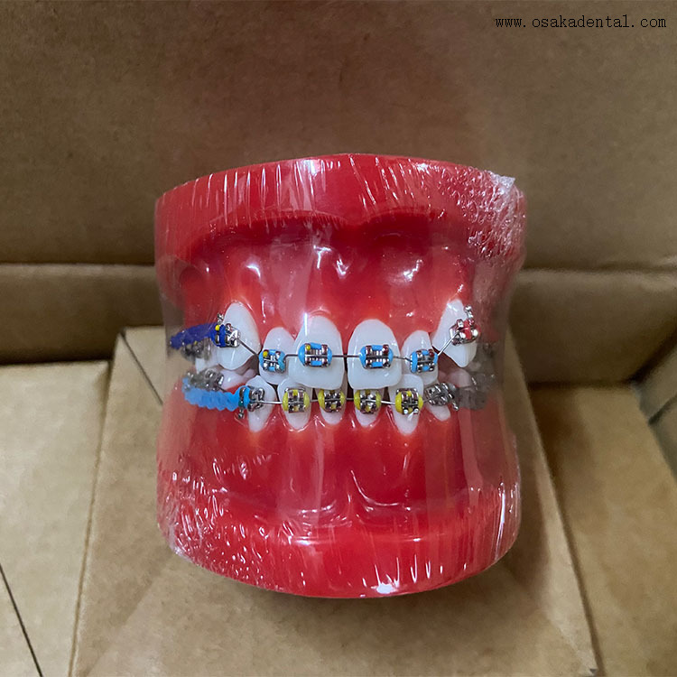 Modelo ortodôntico de dentes dentários para ensino de dentista