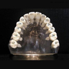 Dentes dentais com parafuso para estudo molde OSA-Teeth-N