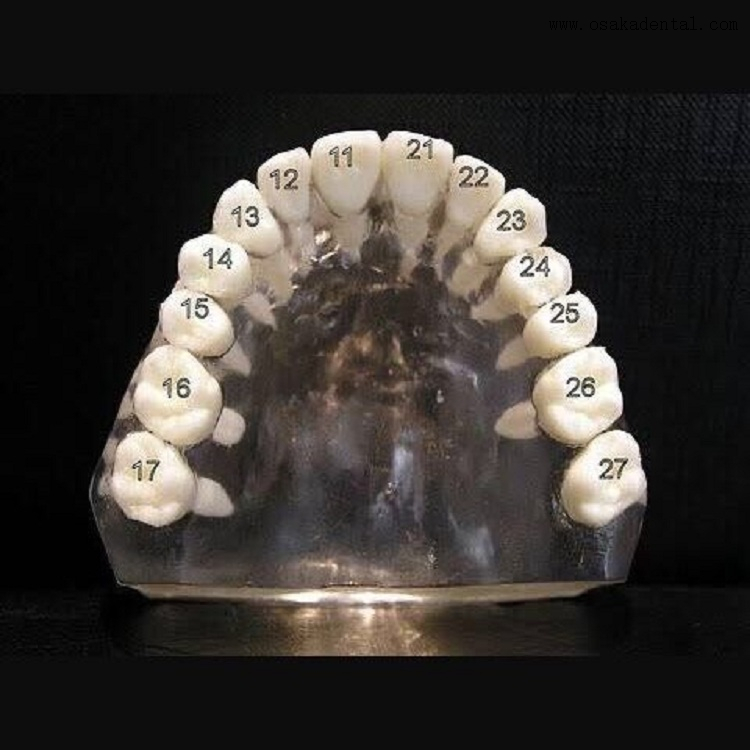 Dentes dentais com parafuso para estudo molde OSA-Teeth-N