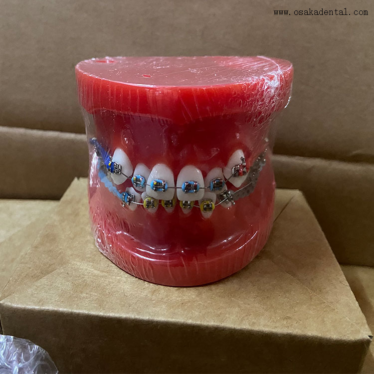 Modelo ortodôntico de dentes dentários para ensino de dentista