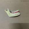 Modelo de dentes de decomposição mandibular dentária 