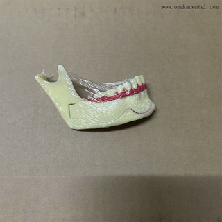 Modelo de dentes de decomposição mandibular dentária 