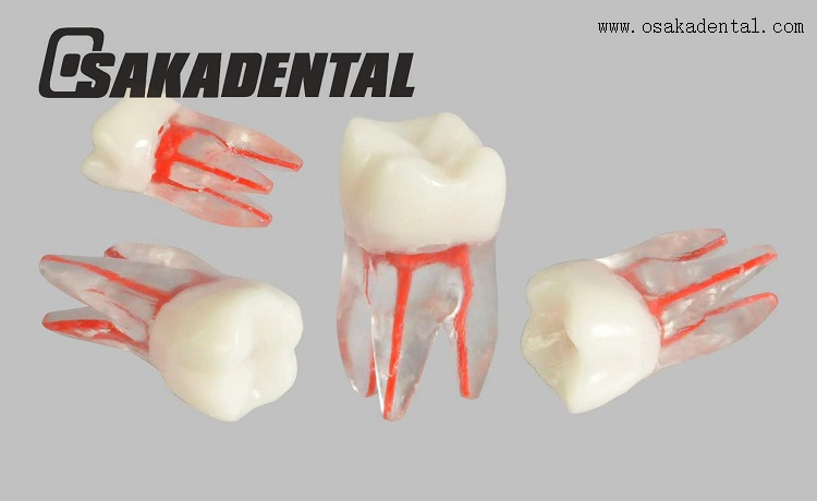 Molde para estudo dos dentes do canal radicular dentário