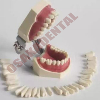 Molde dental dos dentes para ensinar / dentes de Nissin