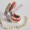 Molde dental dos dentes para ensinar / dentes de Nissin