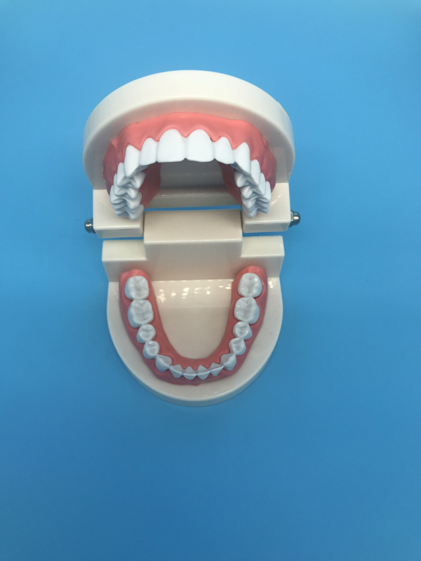 modelo de estudo de dentes ortodônticos odontológicos para ensino / typodont