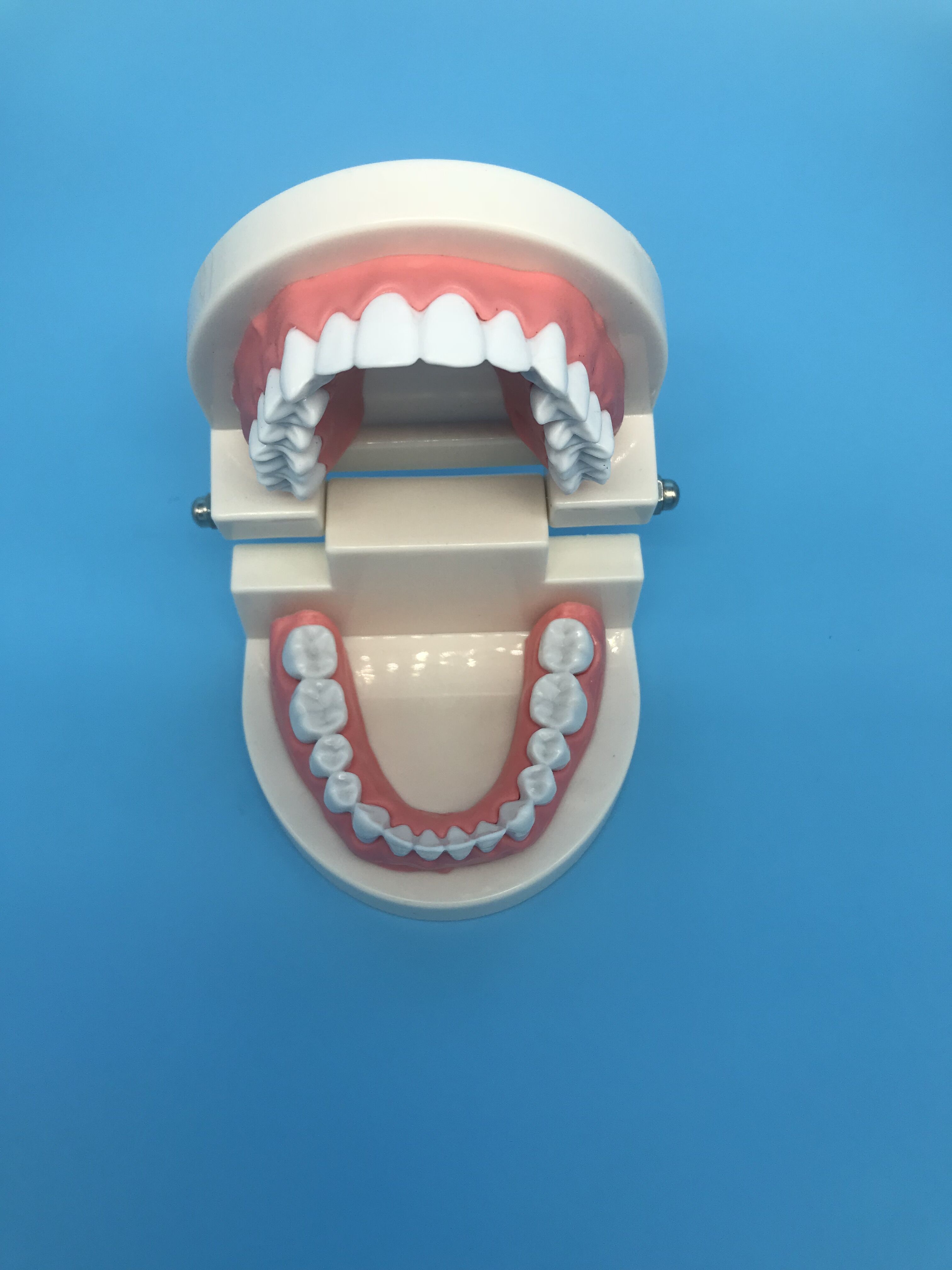 modelo de estudo de dentes ortodônticos odontológicos para ensino / typodont