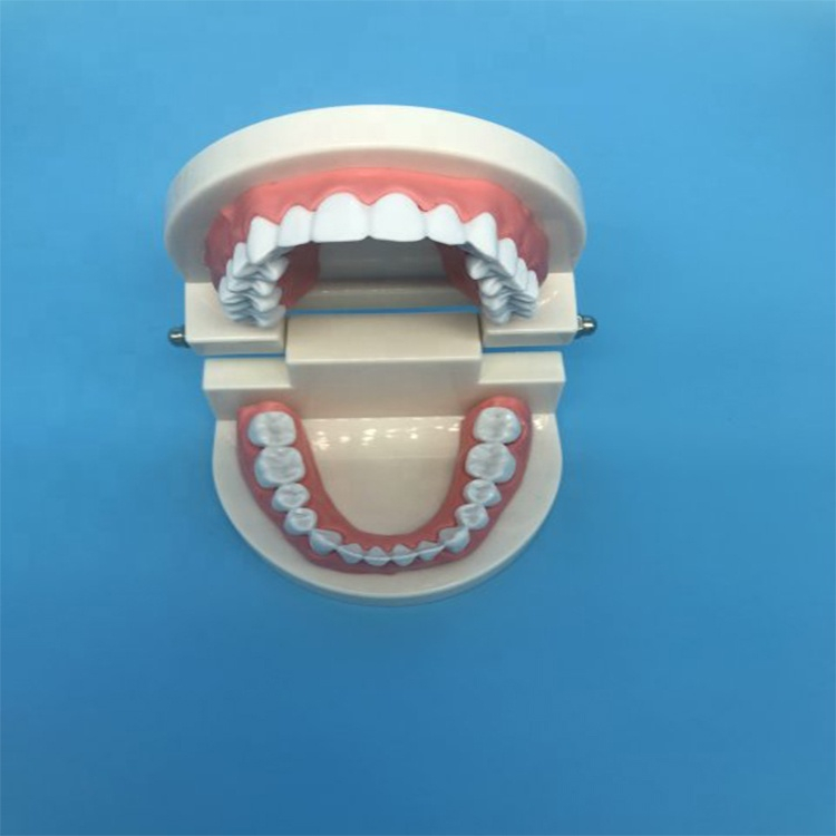 Modelo de dentes de ensino do aluno