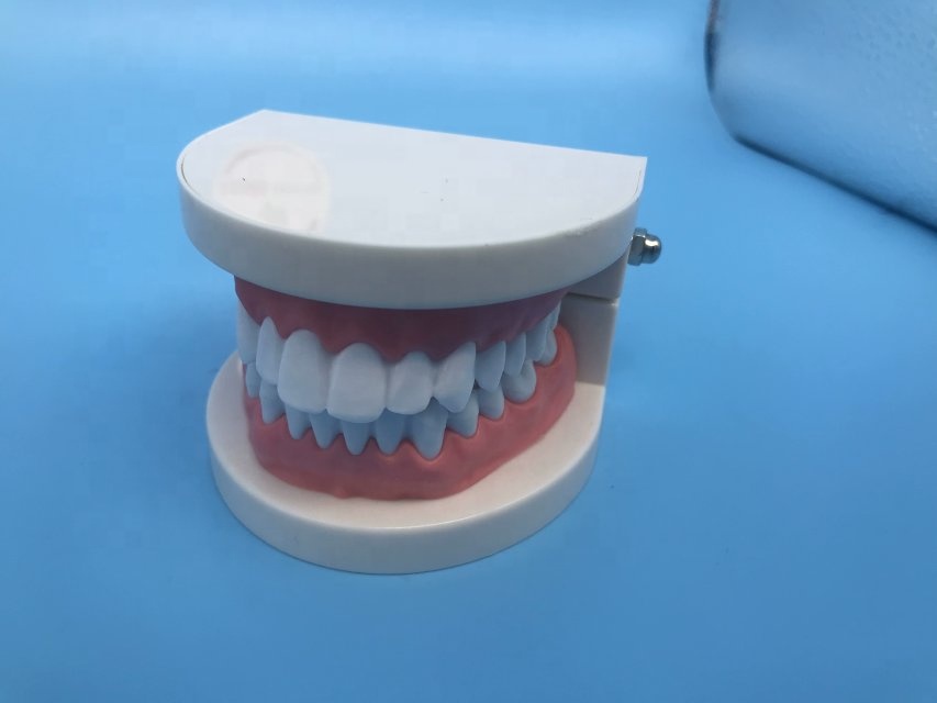 Modelo de dentes de ensino do aluno