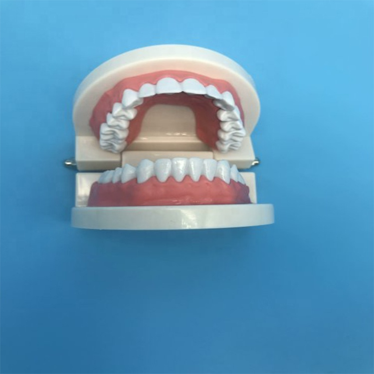 Modelo de dentes de ensino do aluno