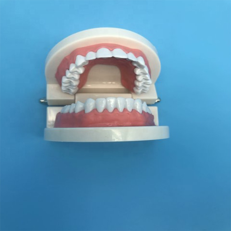 Modelo de dentes de ensino do aluno