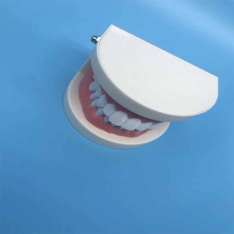 Modelo de dentes de ensino do aluno