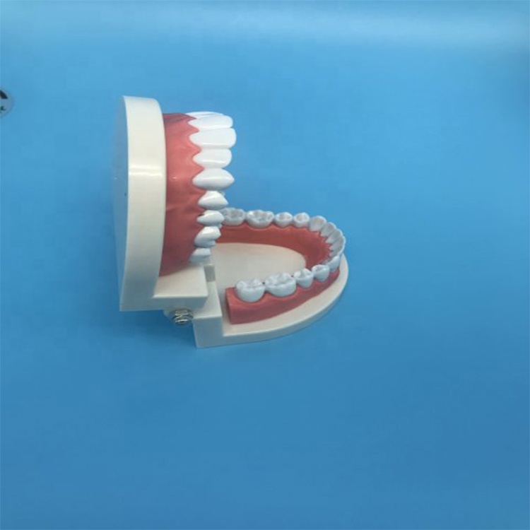 Modelo de dentes de ensino do aluno