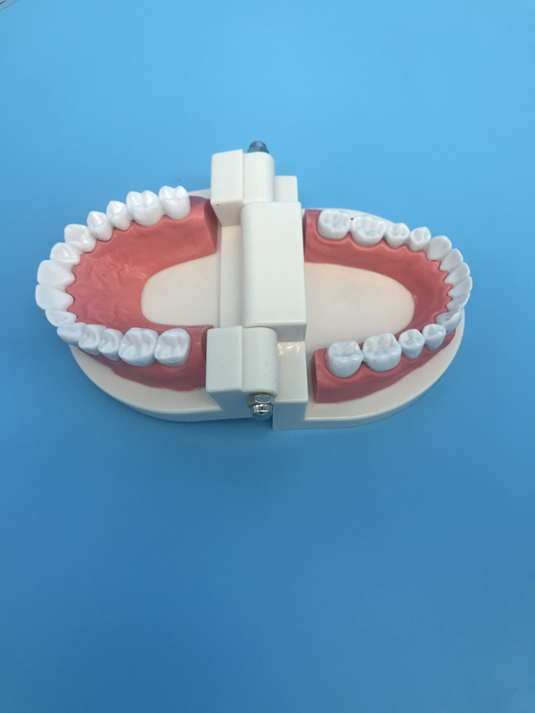 modelo de estudo de dentes ortodônticos odontológicos para ensino / typodont