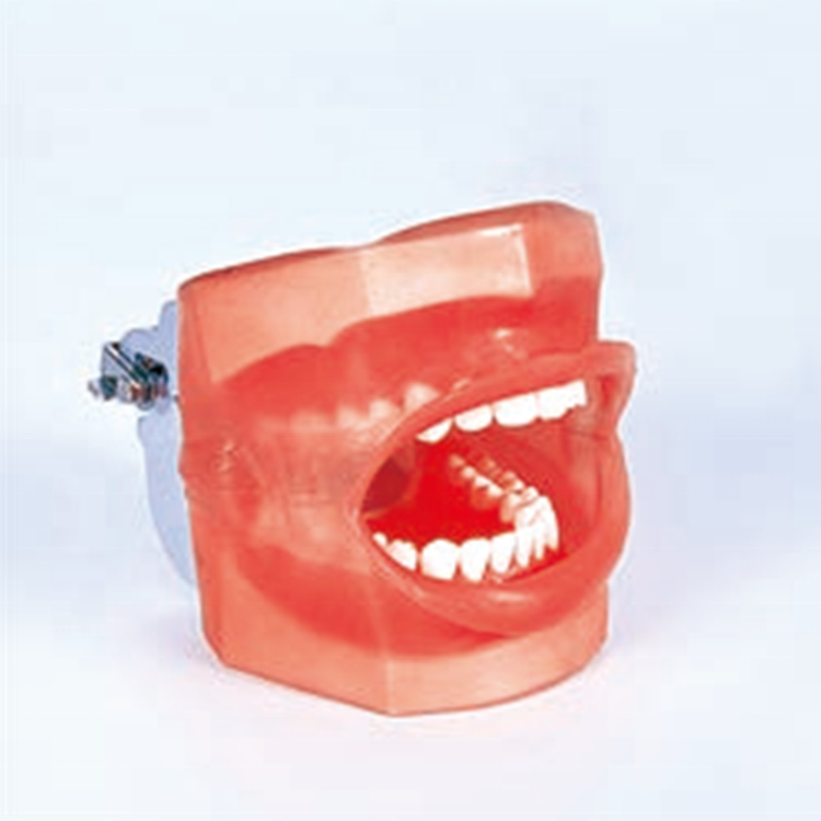 Um manequim dental simples com dreno de água