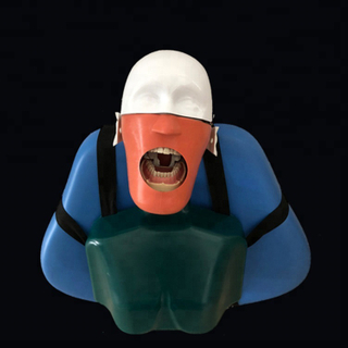 Dentes dentários seniores ensinam e estudam modelo de cabeça de manequim